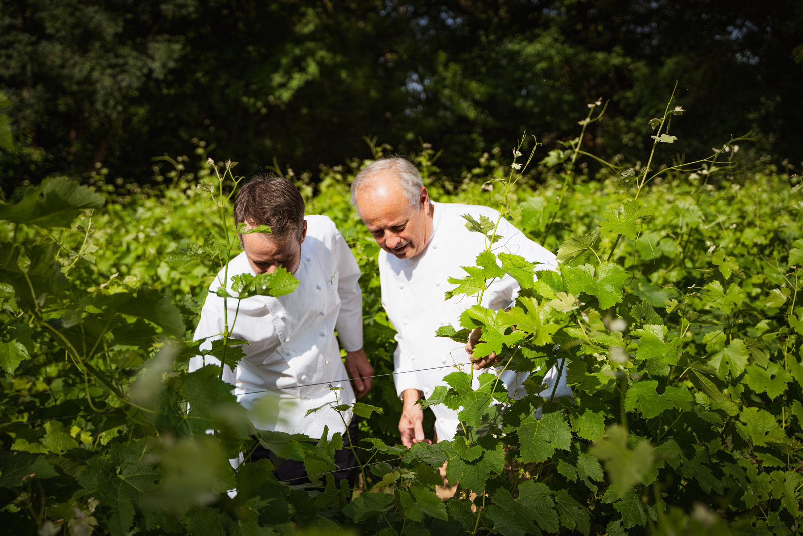 vignoble